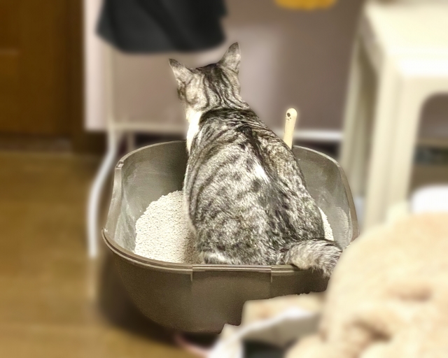 猫用品のイメージ