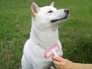 犬用ブラシのおすすめ16選。選び方や全犬種に対応した人気製品をご紹介