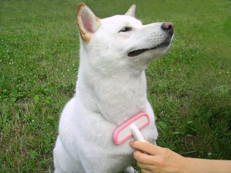 犬用品のイメージ