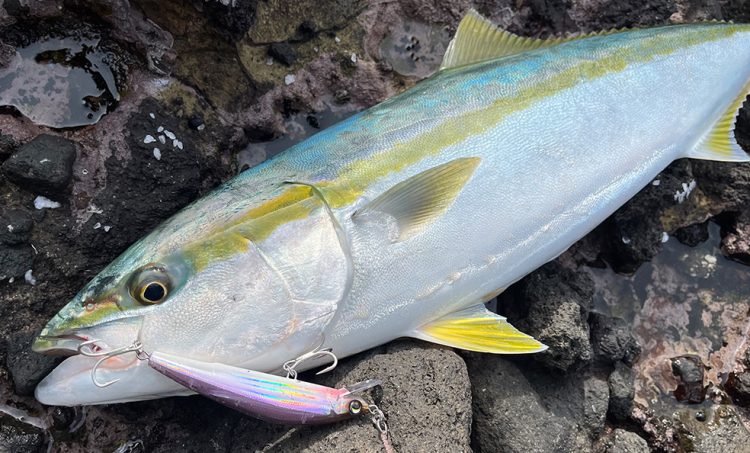 釣りのイメージ