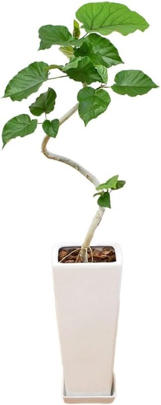フラワーコーポレーション 観葉植物 フィカス ウンベラータ ゴム 曲がり ロングスクエア陶器鉢 7号