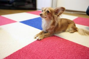 犬用フローリングマットのおすすめ15選。インテリアにあわせやすいデザインもご紹介
