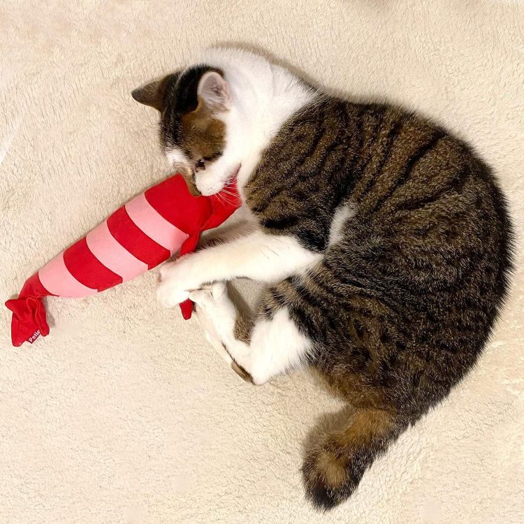 猫用品のイメージ