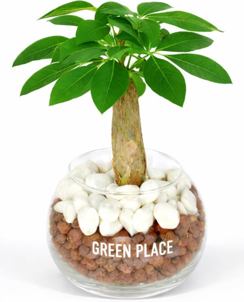 GREEN PLACE パキラ ハイドロカルチャー