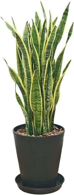 フラワーコーポレーション 観葉植物 サンスベリア ローレンティ 大型 ブラックセラート鉢植え lkan-000053