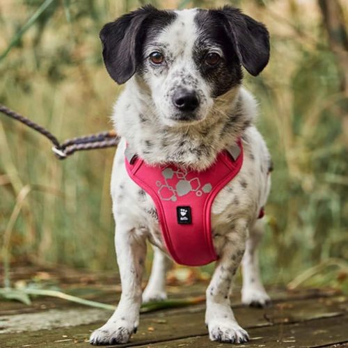 犬用ハーネスのメリットとは？