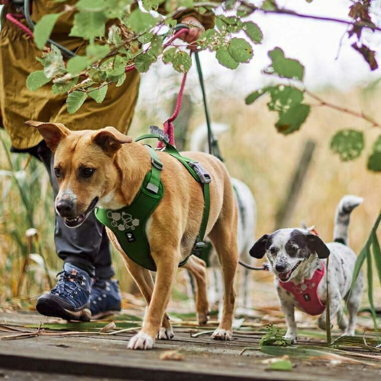 犬用品のイメージ