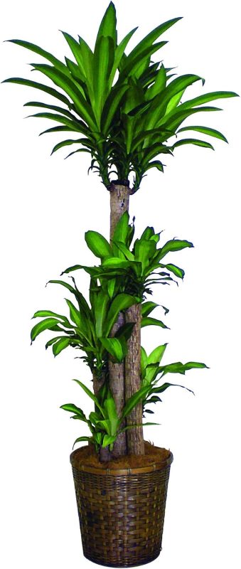 ハナマルシェ(HanaMarche) ドラセナ マッサン 幸福の木 10号