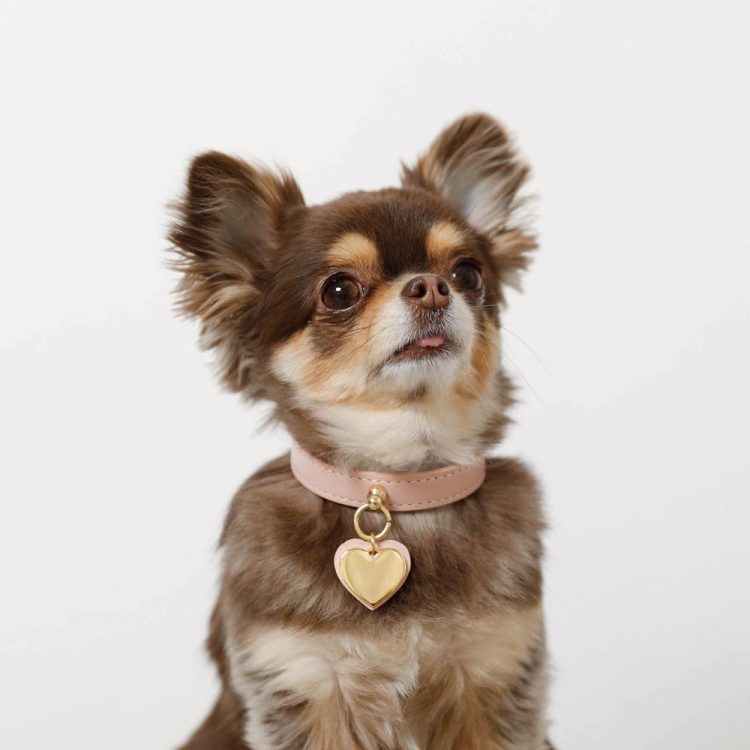 犬用品のイメージ