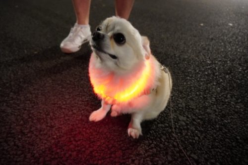 夜の散歩ならライト付きなどの光るモノがおすすめ