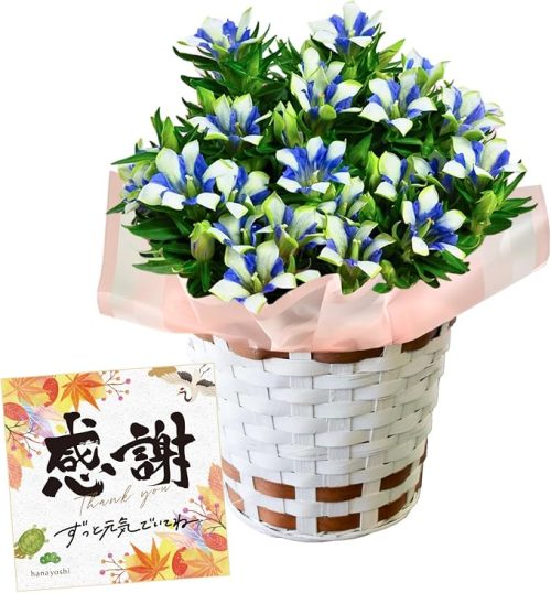 フラワーマーケット花由 りんどう 5号 鉢植え
