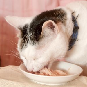 猫用おやつのおすすめ35選。食いつきのよい美味しいおやつをご紹介