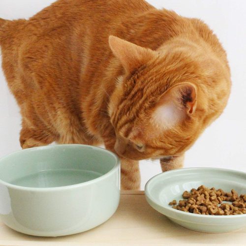猫用食器にこだわるメリット