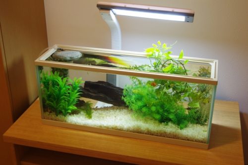 水槽用ライトもあわせてチェック