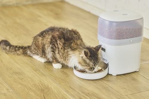 自動給餌器は猫と犬どちらにも使える?